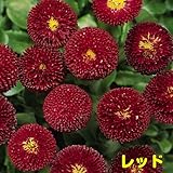 早春を飾るには年内植え付けを！ 耐寒性 一年草 デイジー （デージー） ベリシマ　 2株セット【レッド】 パンジー・ビオラと一緒に植えましょう！