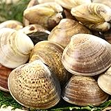 殻付き はまぐり Lサイズ 500g(10～15粒) お吸物粉末付き 砂抜き加工済 要加熱 冷凍食品 真空パック/BBQ 酒蒸し 串焼き お食い初め はまぐりのお吸い物 バーベキュー 貝 お吸いセット 出汁 ハマグリ