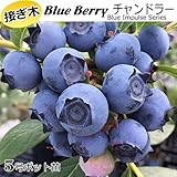 ブルーベリー チャンドラー 接ぎ木2年生 5号ポット苗