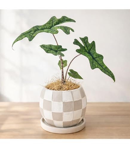 アロカシア フライングスクイード 観葉植物 熱帯植物 Alocasia アロイド Amazon.co.jp: アロカシア 'フライングスクイード' 2寸 (Alocasia