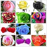 200pcsの虹は美しい種子はホーム＆ガーデンのための種子盆栽の植物の種子をバラ