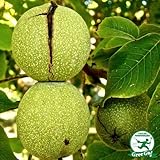 くるみ 苗木 【鬼グルミ】 1年生 ポット苗