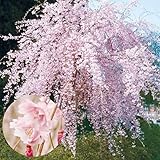 花木苗 桜 平安しだれ 1株 / 国華園 24年春商品
