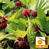 ウルトララズベリー：超大王6号ポット[強健で直立性、とても甘い豊産性品種・鉢植えでも] ノーブランド品