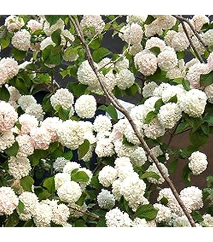 Amazon.co.jp: 庭木・植木苗：ビバーナム オオデマリ（白花） 単木