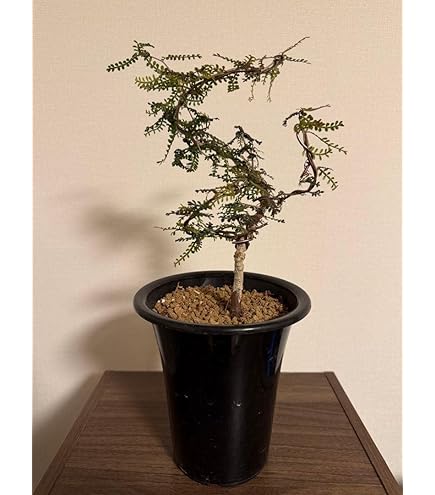 オペルカリクリア　パキプス　チャレンジ株　ペアルート　コーデックス　観葉植物 Amazon｜オペルカリクリア パキプス チャレンジ株 ペアルート