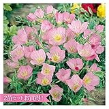 昼咲き月見草 10.5cmポット　お買得！選べるお好きな2苗（桃花2苗）