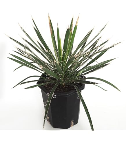 Amazon｜おしゃれ 観葉植物：ユッカ ロストラータ*8号 Yucca rostrata
