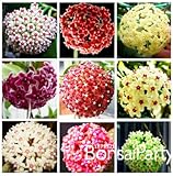 セール！ホヤの種子、鉢植えシードHOYA carnosaの花の種家庭菜園、100個/ロット、＃のUGYUX5