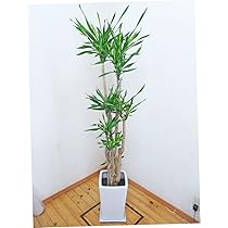 Amazon | スクエア陶器鉢仕立ての綺麗な樹形のドラセナ・リッキー/170 