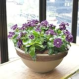 [エルフルール] 鉢花 日々草(黒紫) ブラックベリージャム