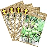 Thai Eggplant Pea 4 Bulk ThailandMrk