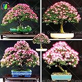 10 pieces bonsai Albizia Flower seeds called Mimosa Silk Tree ,seeds for flower potted plants orname