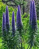 Echium candicans - Pride of Madeira - 15 seeds