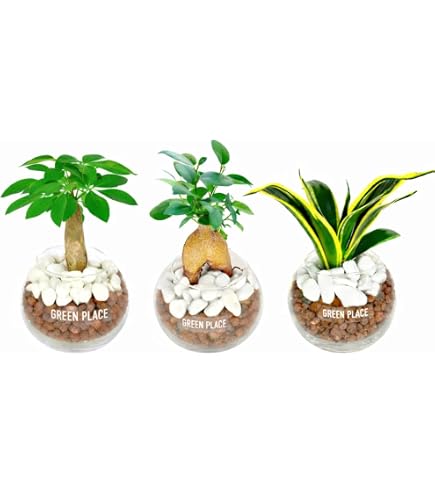 Amazon｜ドロソフィルム ルシタニクム 7.5cmスリット植え 2株｜観葉