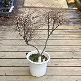 苗：琴糸南天（青縮緬）・大*