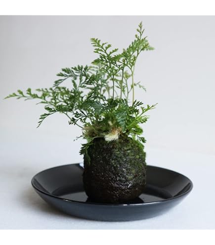 Amazon｜（山野草）苔玉 トキワシノブ Sサイズ（1個） 盆栽 コケ玉