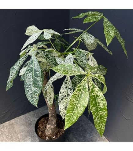 Amazon.co.jp: 実生4年 オペルクリカリア パキプス 抜き苗 ホビー