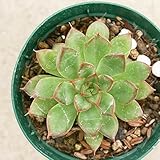 サギタ 7.5cmポット エケベリア Echeveria Sagitta 福岡県産 多肉植物 多肉 観葉植物 インテリアグリーン 寄せ植えに