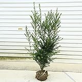 庭木：キンメツゲ　のばし（生垣用）（目隠し用）　樹高：90ｃｍ　全高：約100ｃｍ