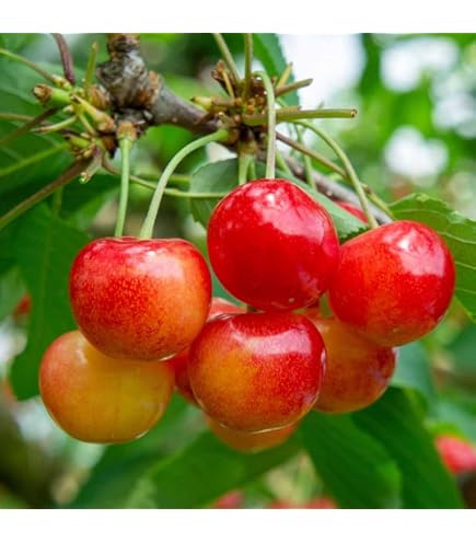 Amazon.co.jp: 1本でなるさくらんぼの木 【紅きらり】 2年生接木苗