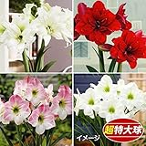 国華園 早咲超特大球球根アマリリス福袋(品種見計らい・名称付) 5球【※発送が国華園からの場合のみ正規品です】