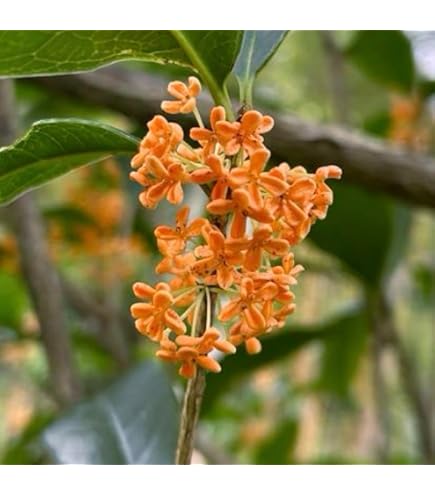 Amazon.co.jp: 花木苗 濃橙キンモクセイ フレグランスレッド 2株 / 国