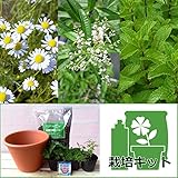 ハーブ栽培セット7.5号鉢Aティー用（スペアミント・ローマンカモミール・レモンバーベナ） ノーブランド品