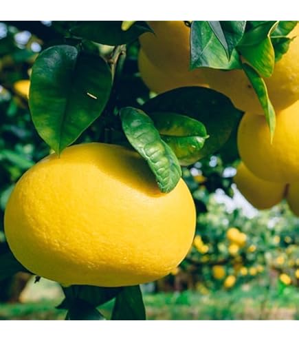 Amazon.co.jp: 土佐の旨味市場 文旦 土佐文旦 家庭用 5kg L～4Lサイズ