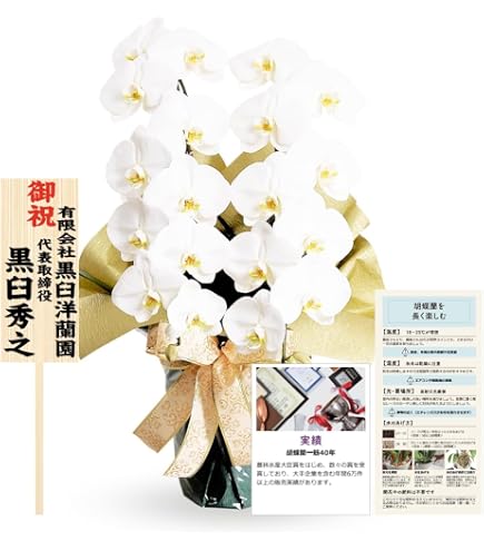 Amazon.co.jp: マイクロ胡蝶蘭BOX入り 【産地直送 小さくカワイイ花弁