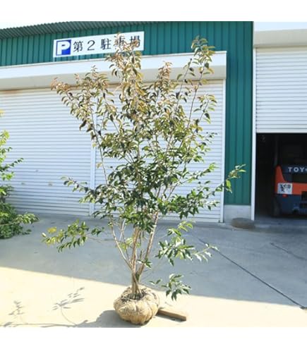 Amazon.co.jp: 庭木：ソヨゴ/そよご（株立ち）（雌株）* 樹高：約