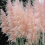 国華園　花木 パンパスグラス ピンク 1株【※発送が国華園からの場合のみ正規品です】