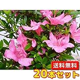 【ノーブランド品】 サツキツツジ 樹高0.3m前後 15cmポット 【20本セット】