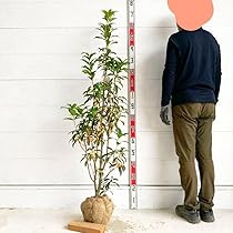 良い香り　金木犀 【根巻き キンモクセイ 秋の満開 シンボルツリー 生垣】 Amazon.co.jp: 花付き 良い香り 金木犀 約:160cm 根巻き