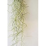 エアープランツチランジア・ウスネオイデス AirPlants Tillandsia・usneoides インテリア観葉植物 壁掛け