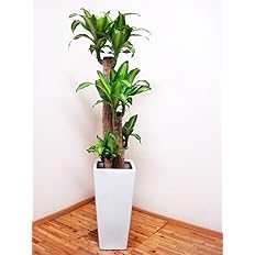 Amazon 花言葉は幸福 ロングスクエア陶器鉢仕立てのドラセナ マッサンゲアナ 幸福の木 4本仕立て 130センチ前後 9号 観葉植物通販アジアンファーム 観葉植物 Amazon 花言葉は幸福 ロングスクエア陶器鉢仕立てのドラセナ マッサンゲアナ 幸福の木 4本仕立て 130センチ前後 9号 観葉植物通販アジアンファーム 観葉植物