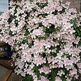 クレマチス：エリザベス4.5号ポット[2年生苗]（モンタナ系）o