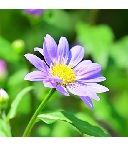 Amazon.co.jp: 都忘れ ミヤコワスレ 抜き苗5本 宿根草 花苗 薄紫 : DIY