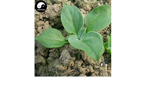 Amazon Co Jp 発芽seeds 50個 Iceplant野菜の種子植物のアイス野菜アイスプラントを購入します Diy 工具 ガーデン