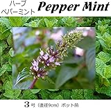 ペパーミント 直径9cmポット苗 ３ポットセット