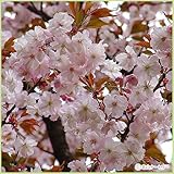 桜(サクラ)苗木 手弱女桜
