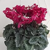 シクラメン：ひらりワインレッド二重5号鉢植え ノーブランド品