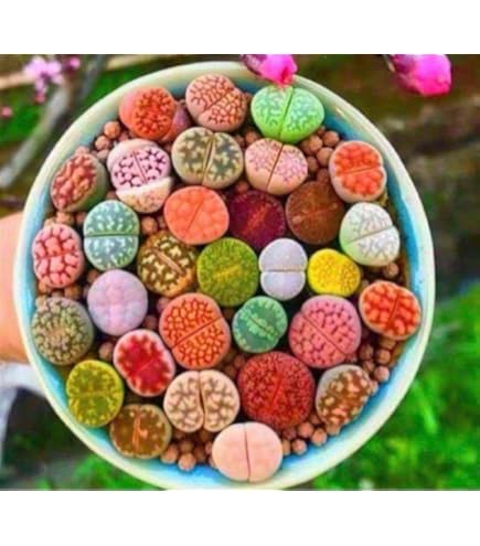 土なしS1、4、91、96、99　20品種入り　多肉植物リトープス　抜き苗 Amazon.co.jp: 多肉植物 リトープス レア品種入り 10株セット