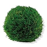 ホワイエ プリザーブドグリーン TPサイプレスボール 40cm 8s40010