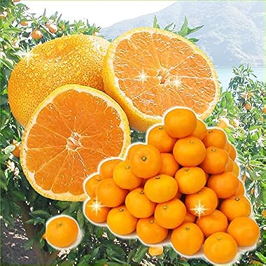 みかん 10kg 訳あり ご家庭用 和歌山産 ゆら わけあり ミカン