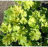 ヒューケラ：ライムリッキー2.5号3株セット ノーブランド品