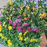 ビオラ苗 16個セットケース販売 10.5cmポット ガーデニング 花苗