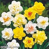 国華園　スイセン 球根 八重咲水仙お楽しみ福袋 (花色見計らい・名称付) 20球【※発送が国華園からの場合のみ正規品です】