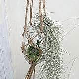 エアプランツ：マクラメアンティークグラスセット[つりさげて楽しむエアプランツのグラスデコレーション] ノーブランド品
