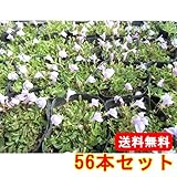 【ノーブランド品】 サギゴケ・ピンク花 / 9cmポット 【56本セット】